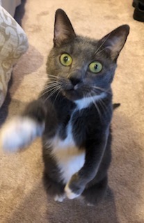 Photo of Georgie the cat standing on hind legs and reaching out toward the camera.